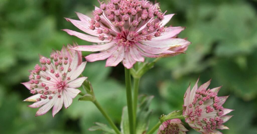 Astrantia: The Resilient Star