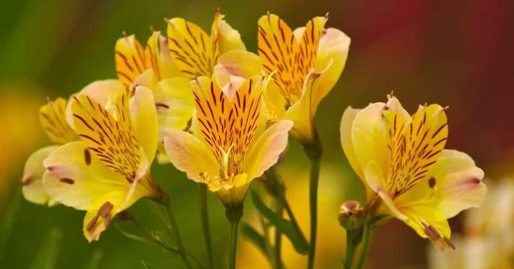 Alstroemeria