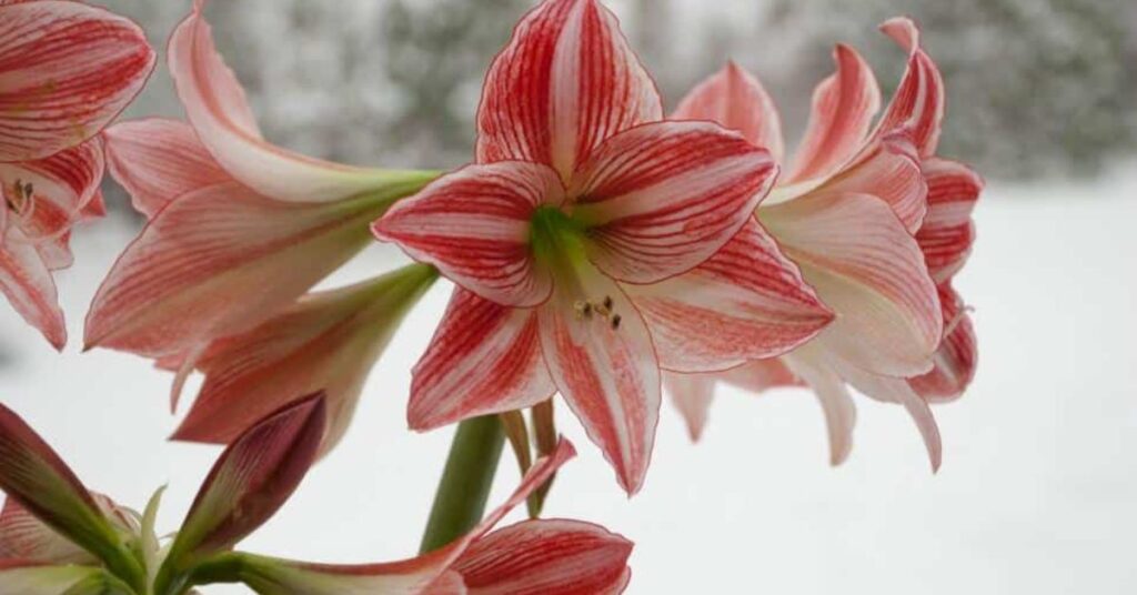 Amaryllis Gorgeous Flowers That Mean Strength