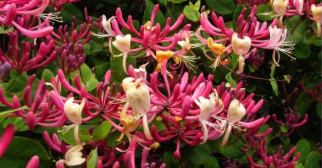 American Honeysuckle Aries Birth Flower