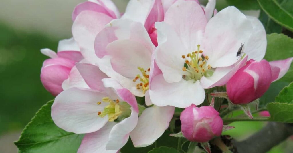 Apple Blossom Flowers That Symbolise Peace