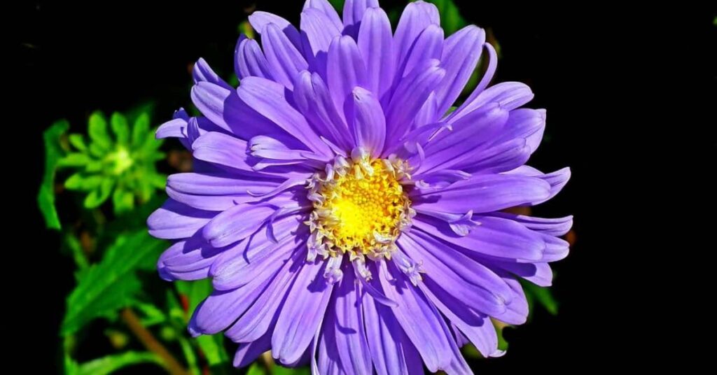 Aster Flowers That Represent Friendship