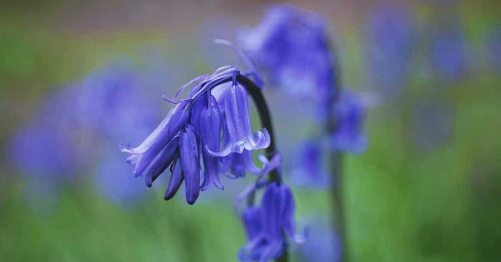 Bluebell Flowers That Represent Friendship