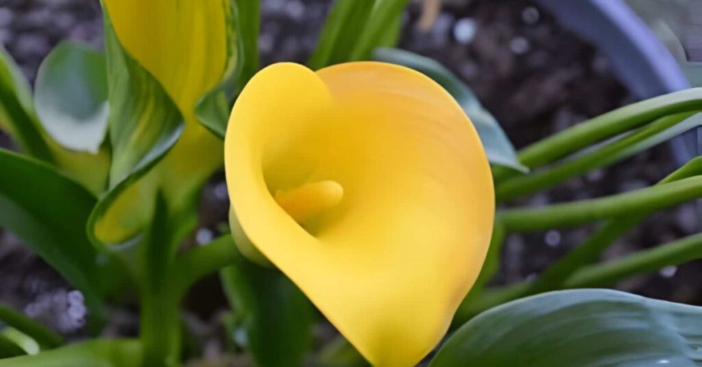 Calla Lily Flowers Meanings