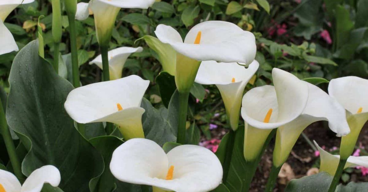 Calla Lily Meaning