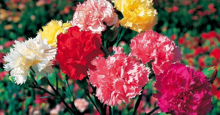 Carnation Flowers