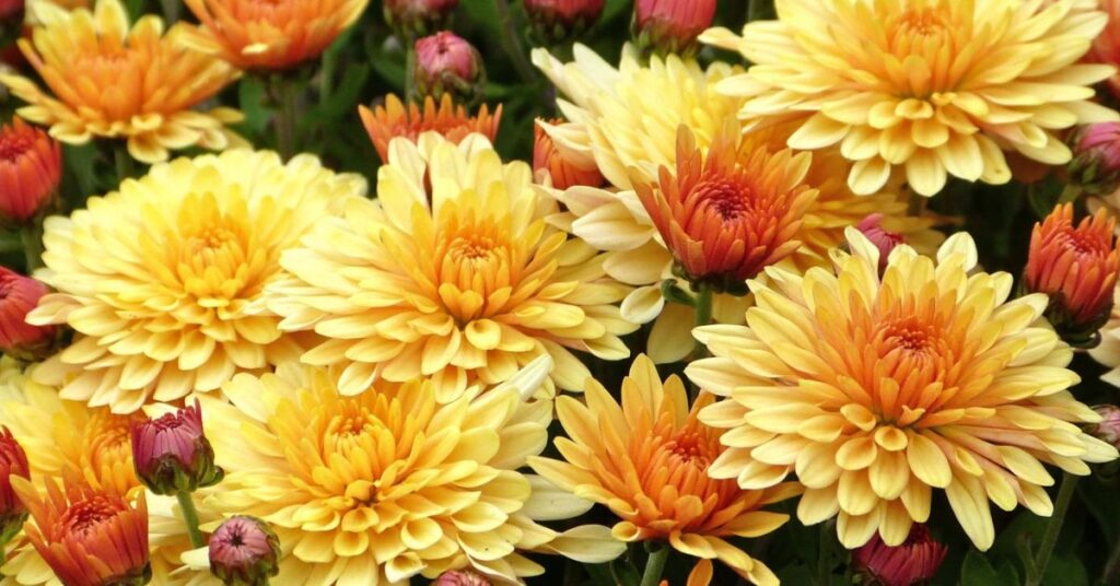 Chrysanthemums