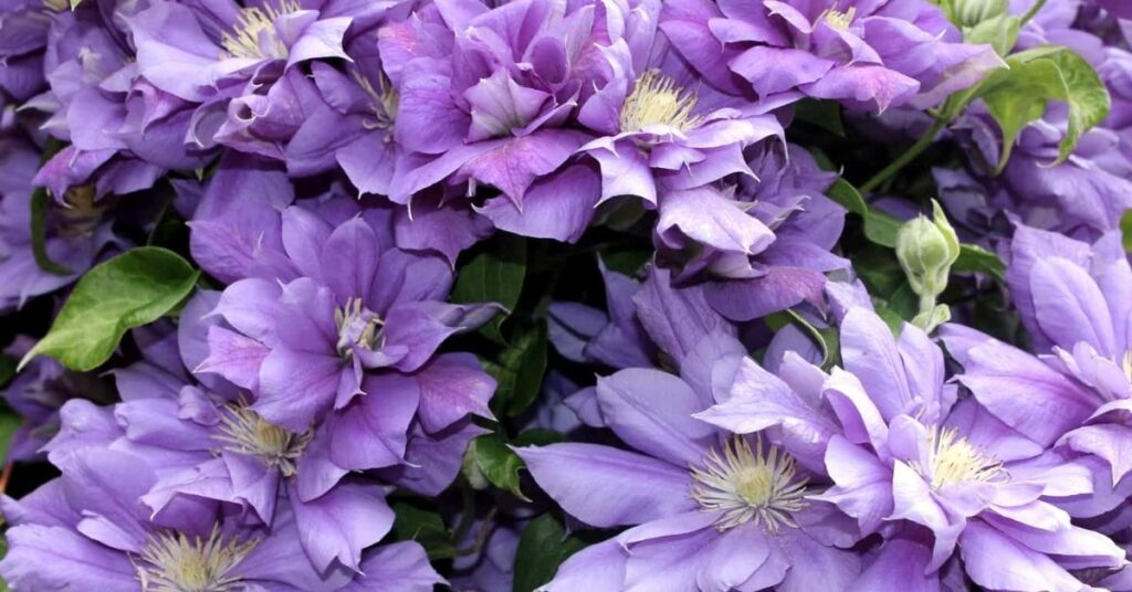 Clematis flowers