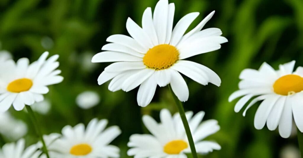 Common Daisy Flowers That Symbolise Peace