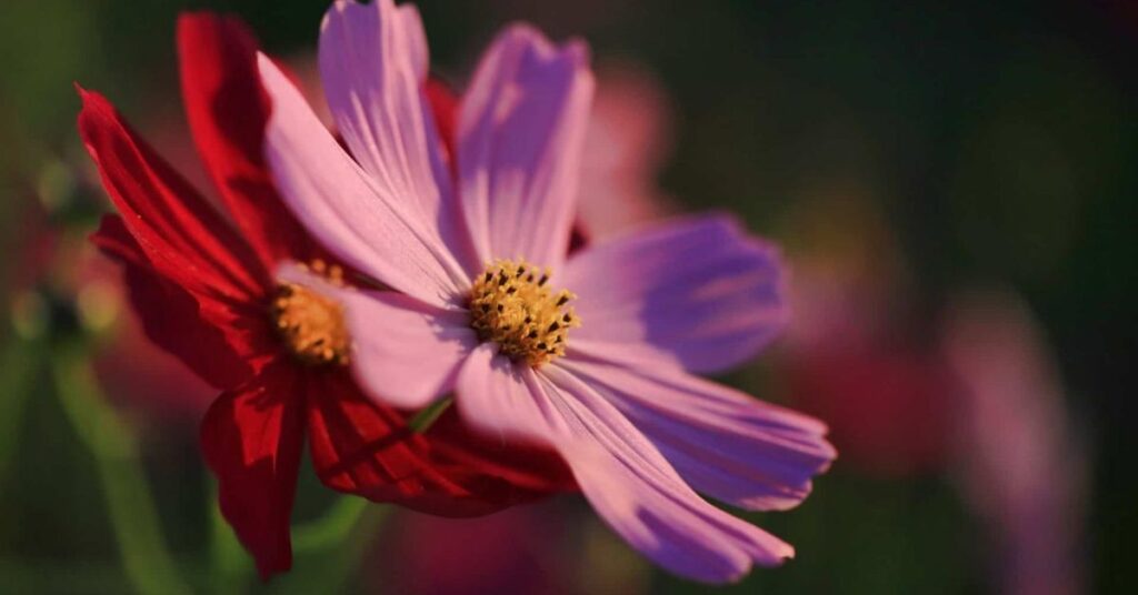 Cosmos Flowers That Symbolise Peace