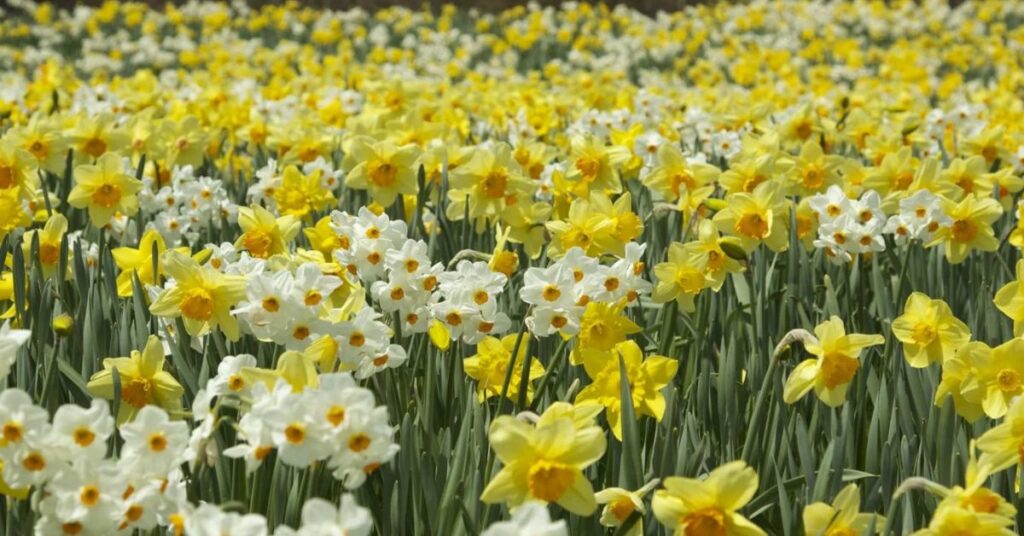 Daffodils Flowers That Represent Friendship