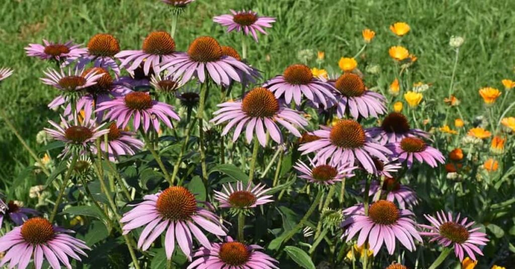 Echinacea Gorgeous Flowers That Mean Strength