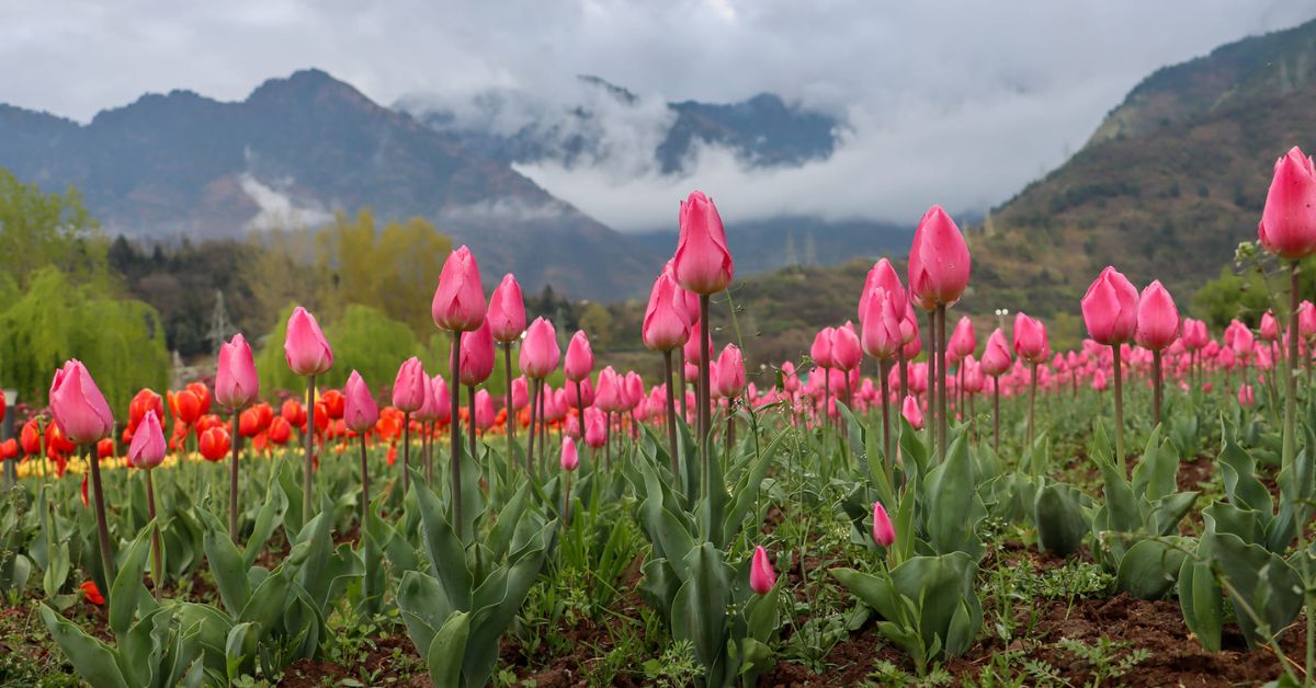 Flowers That Symbolise Peace