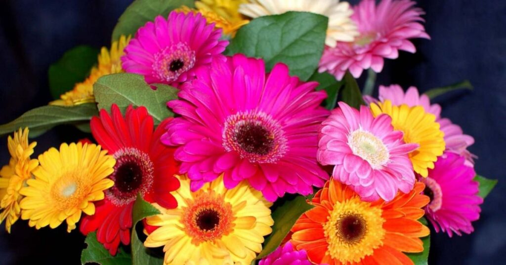 Gerbera Daisies