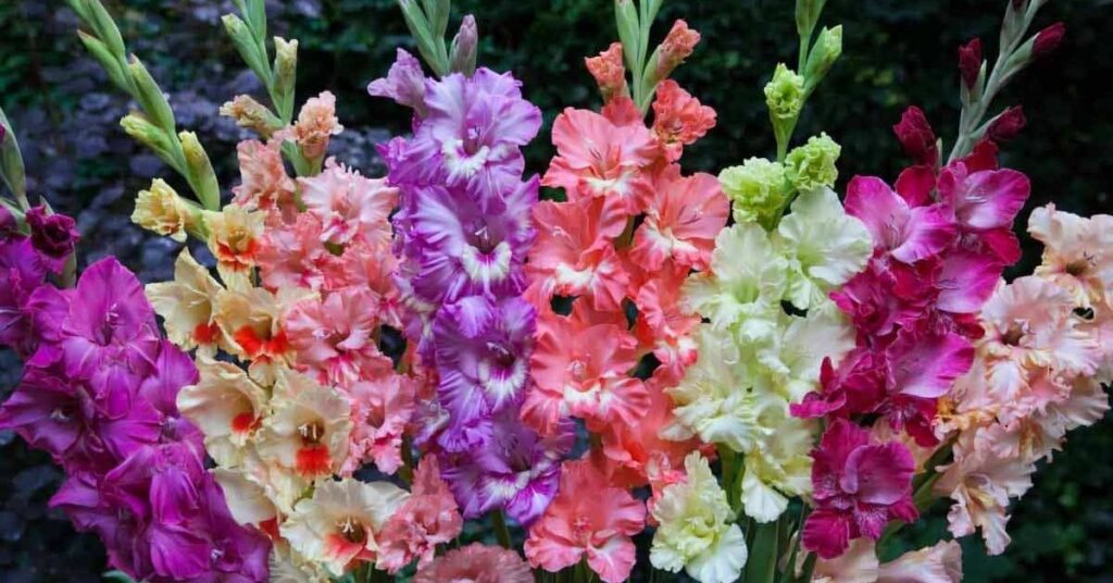 Gladiolus Gorgeous Flowers That Mean Strength