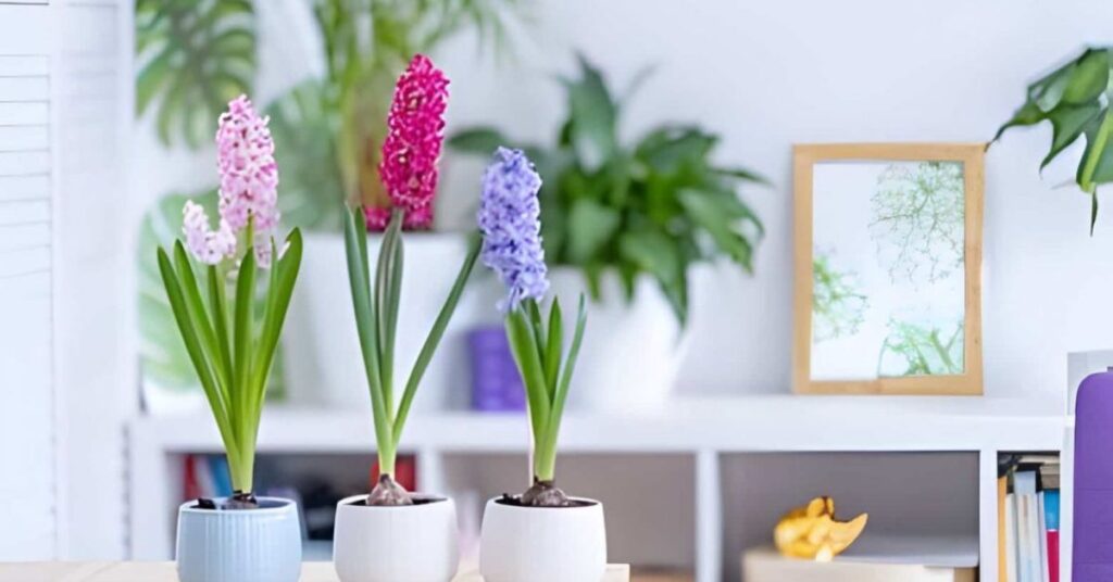 Hyacinth Flower Meaning