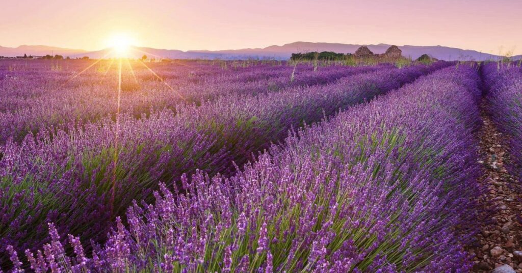 Lavender Flowers That Represent Friendship