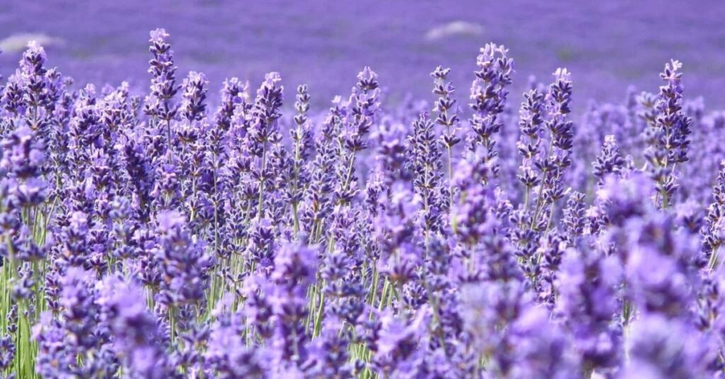 Lavender Flowers That Symbolise Peace