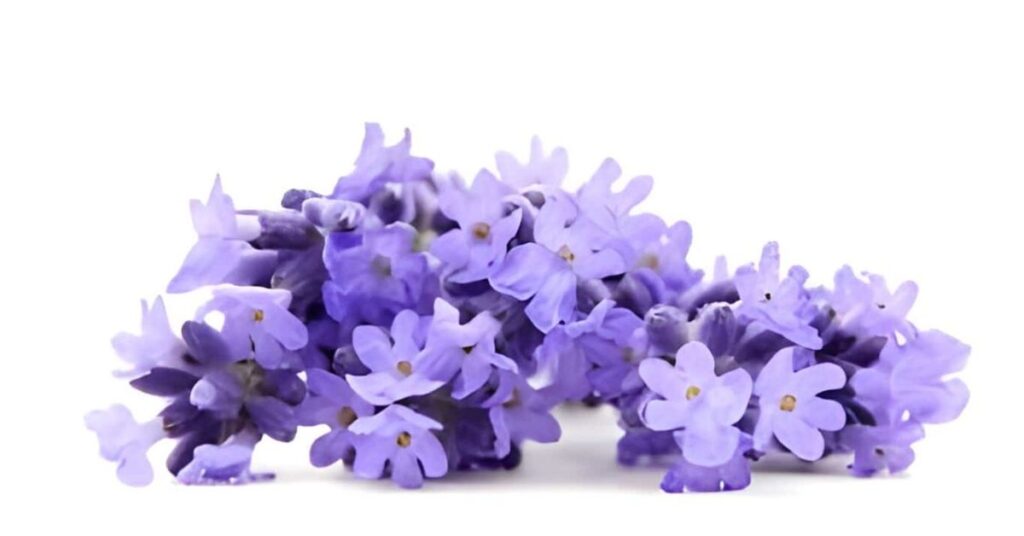 Lavender Purple Flowers Meaning