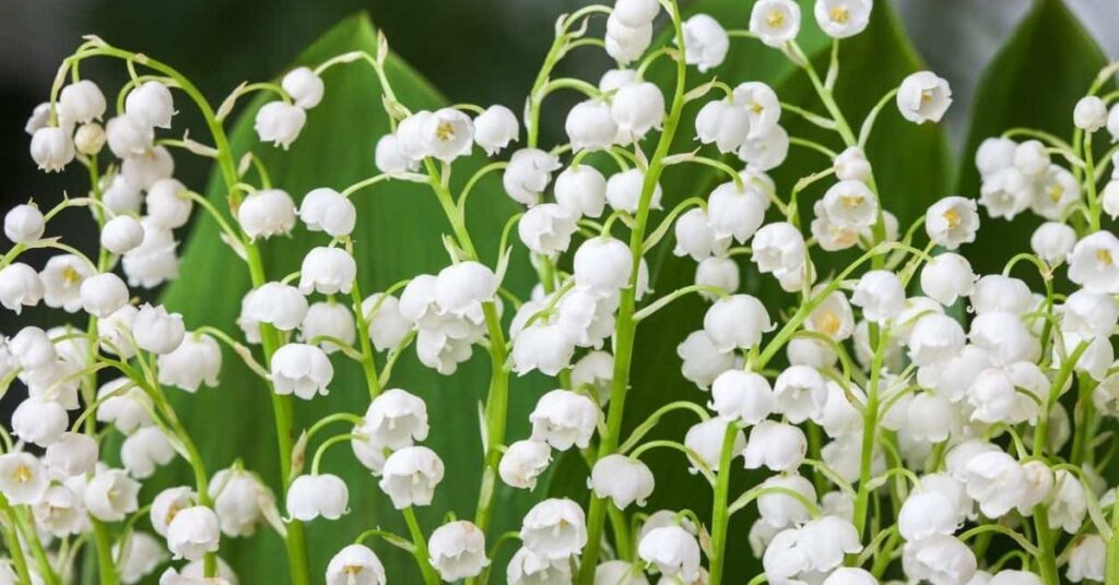 Lily of the valley Flowers That Represent Friendship