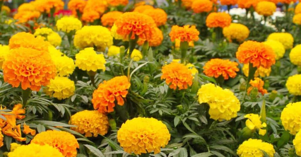 Marigold Flowers That Represent Friendship