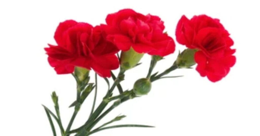 Meaning Of Carnation Flowers