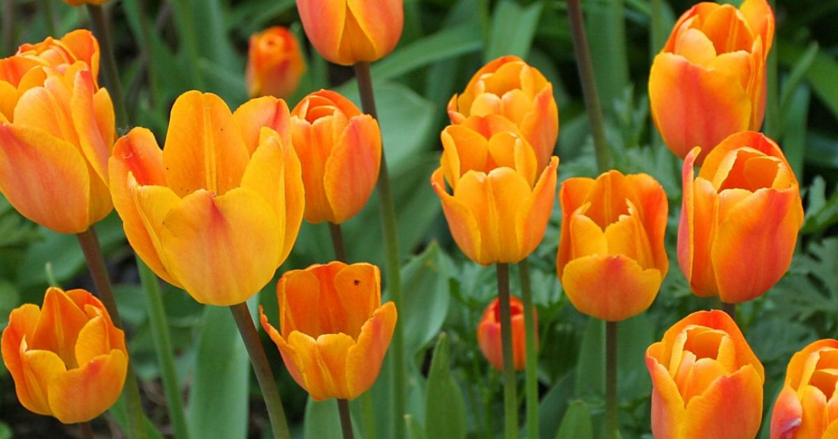 orange tulips meaning