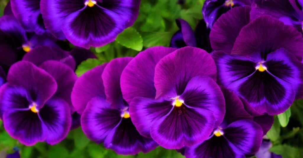 Pansy Flowers That Represent Friendship