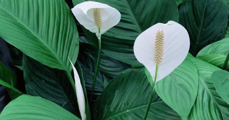 Why Is My Peace Lily Flower Turning Brown