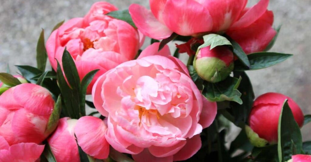 Peony Flowers That Symbolise Peace