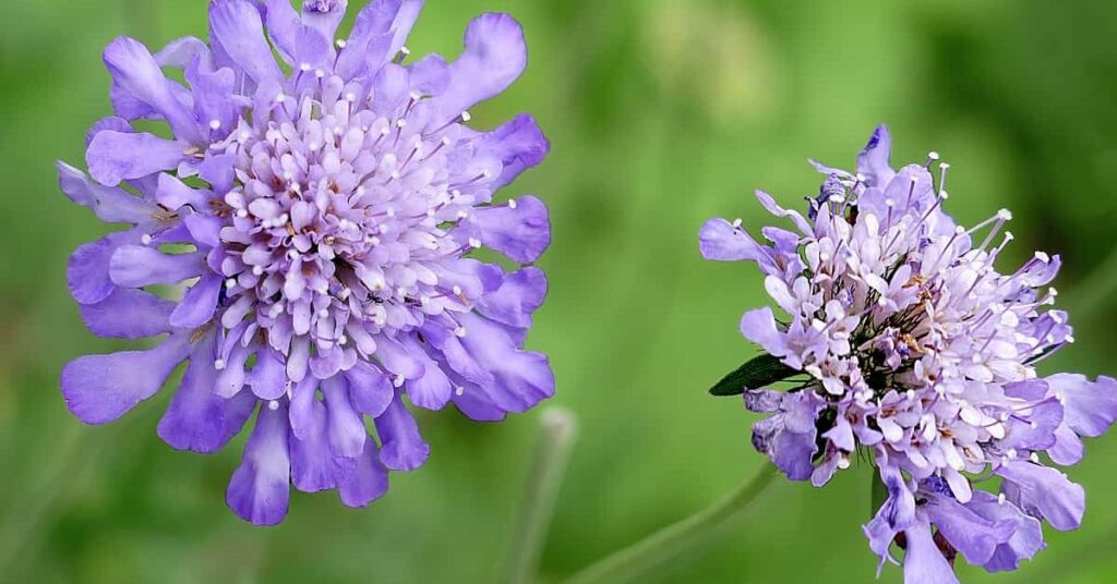 Pincushion Flowers That Symbolise Peace