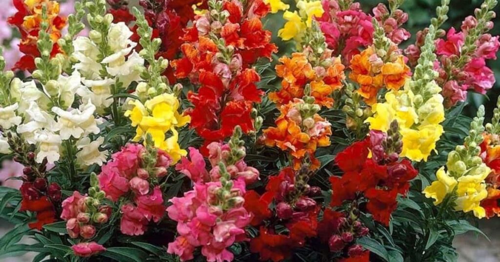 Snapdragon