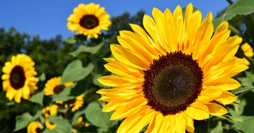 Sunflowers Flowers That Represent Friendship