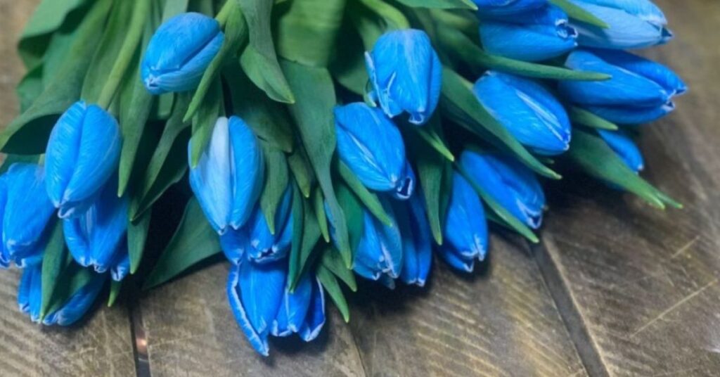 Symbolism Tulips Color Meaning