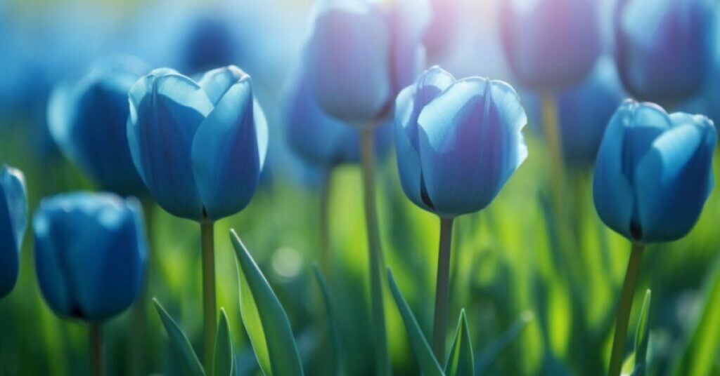 Tulips Color Meaning