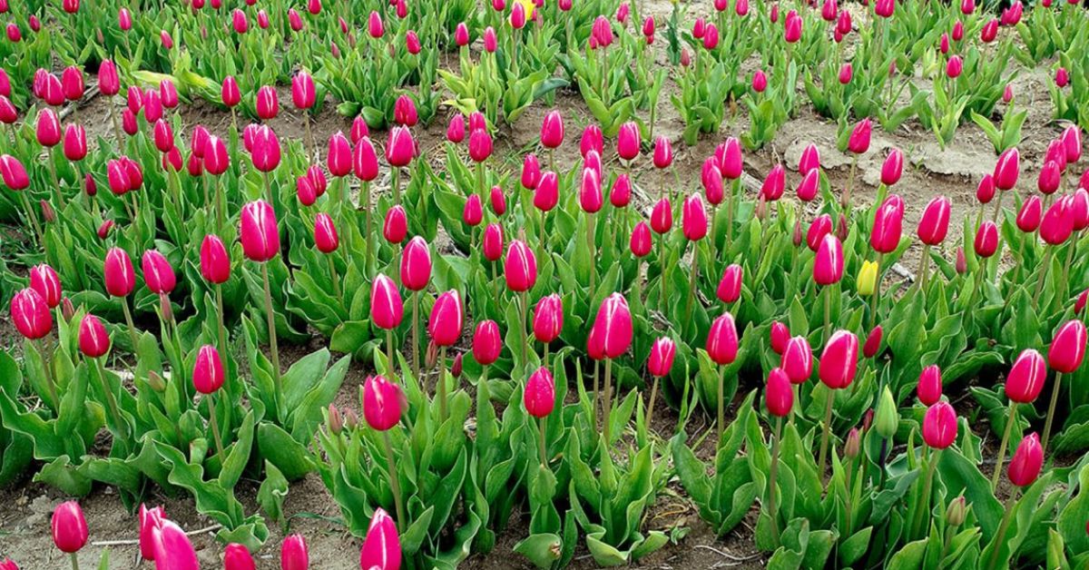 Tulips Color Meaning