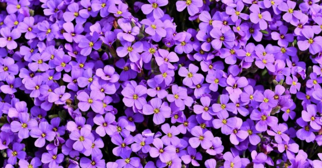 Types Of Purple Flowers Meaning