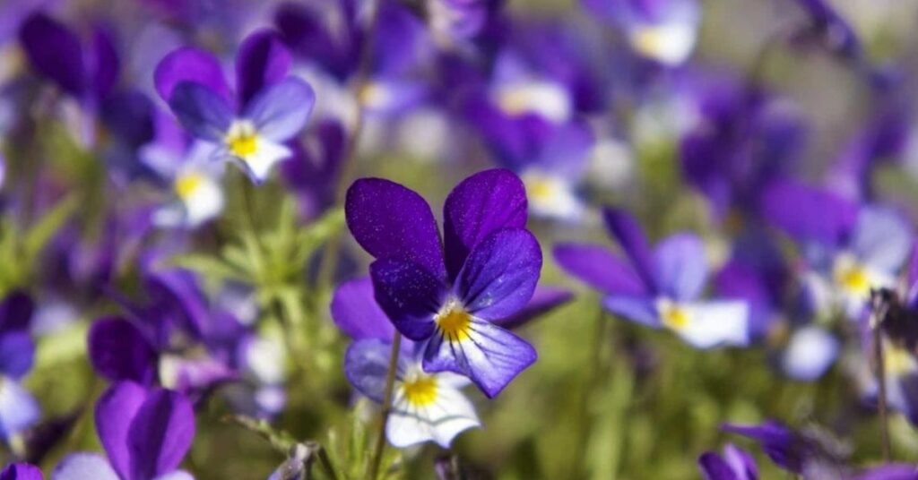 Violet Flowers That Symbolise Peace