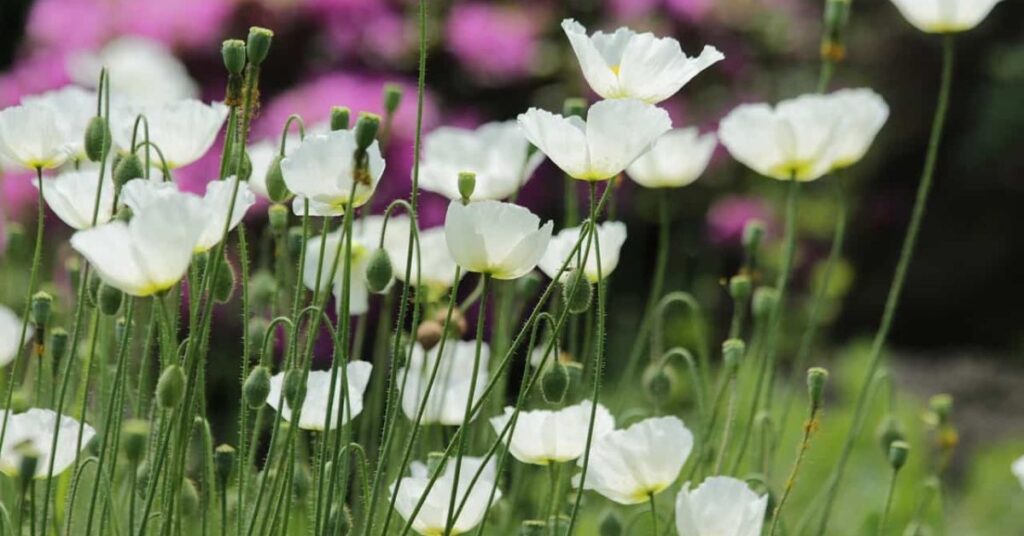 White Poppy Flowers That Symbolise Peace