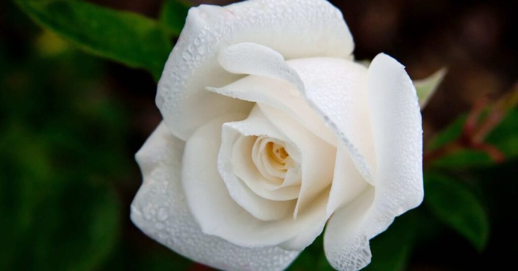 White Rose Flowers That Symbolise Peace