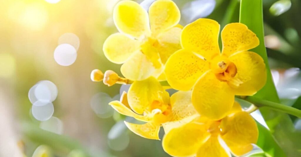 Yellow Orchids Flowers Meanings