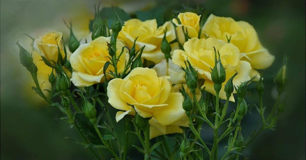 Yellow Roses  Flowers That Represent Friendship