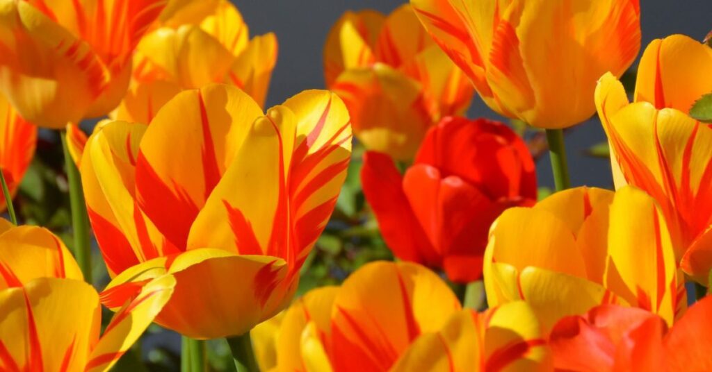 Yellow and Orange Tulips