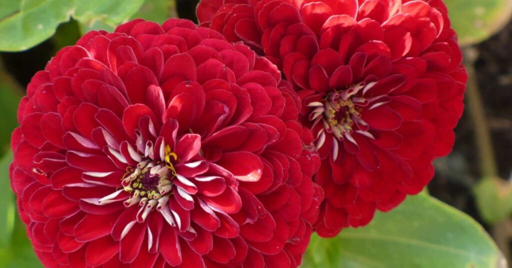 Zinnia Gorgeous Flowers That Mean Strength