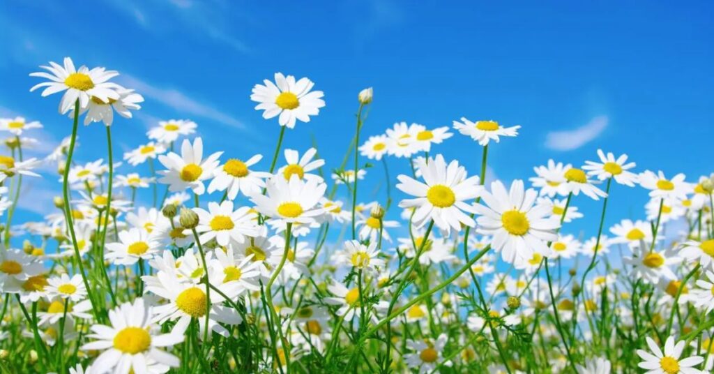 About Daisy Flowers