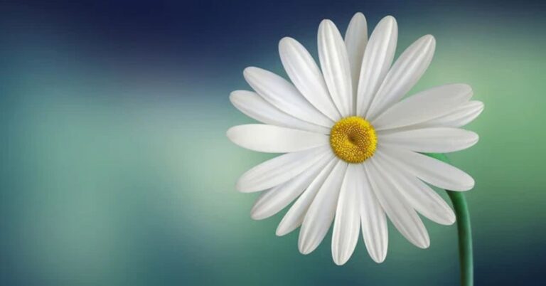 About Daisy Flowers Meaning