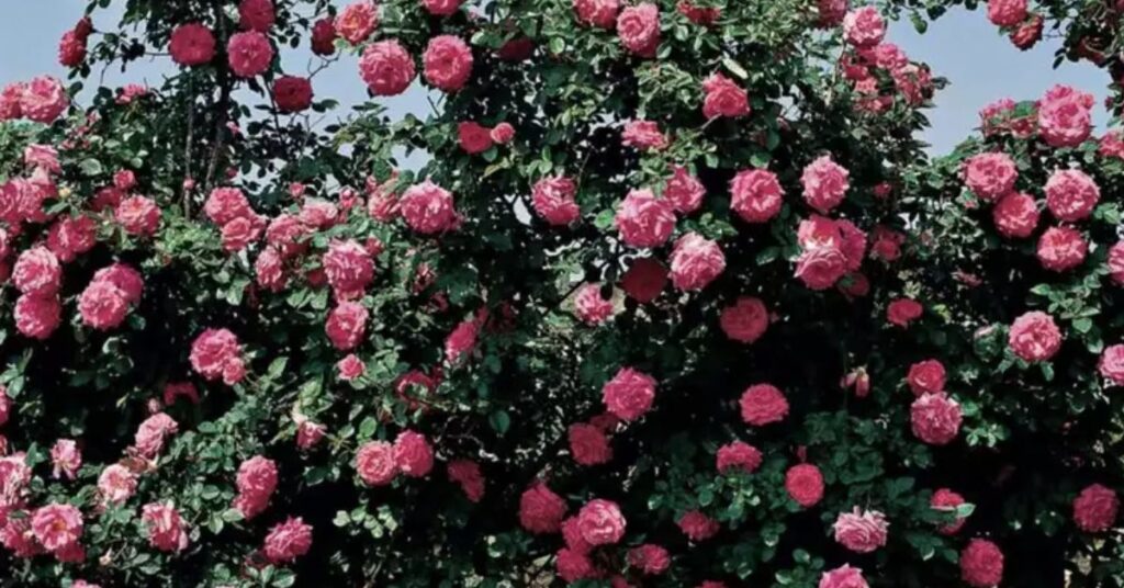 America Climbing Growing Climbing Roses for a Lush