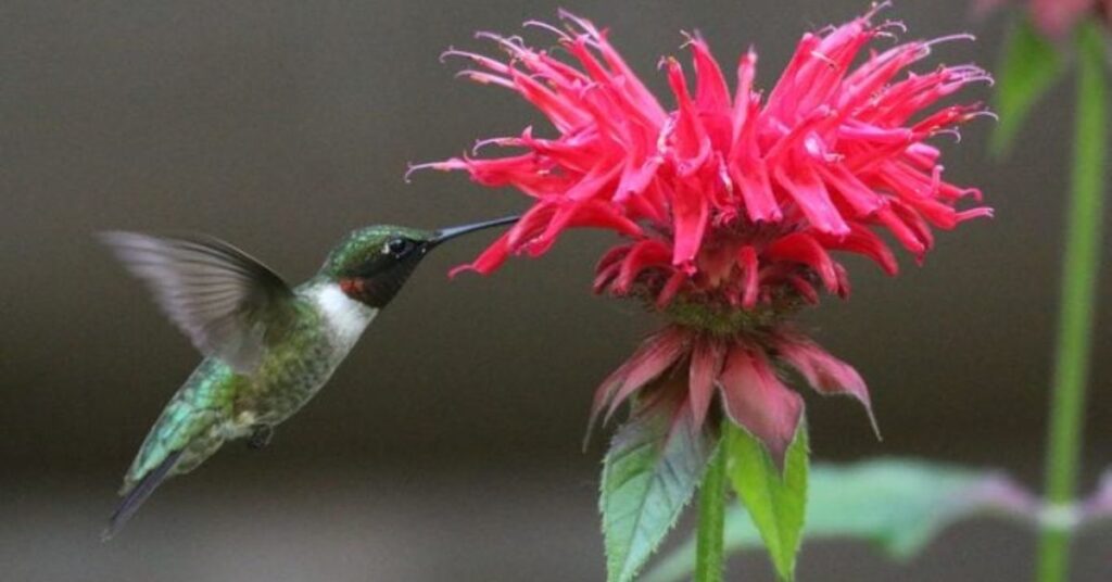 Bee Balm Hummingbird Flowers to Grow