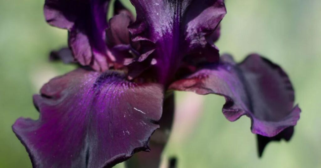 Black irises Flower Meanings