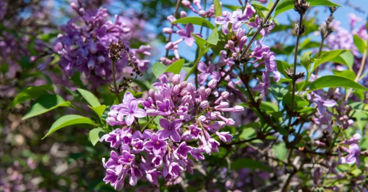 Bloomerang Lilac Tree 